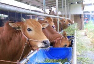 Tips Memilih Hewan Kurban Terbaik