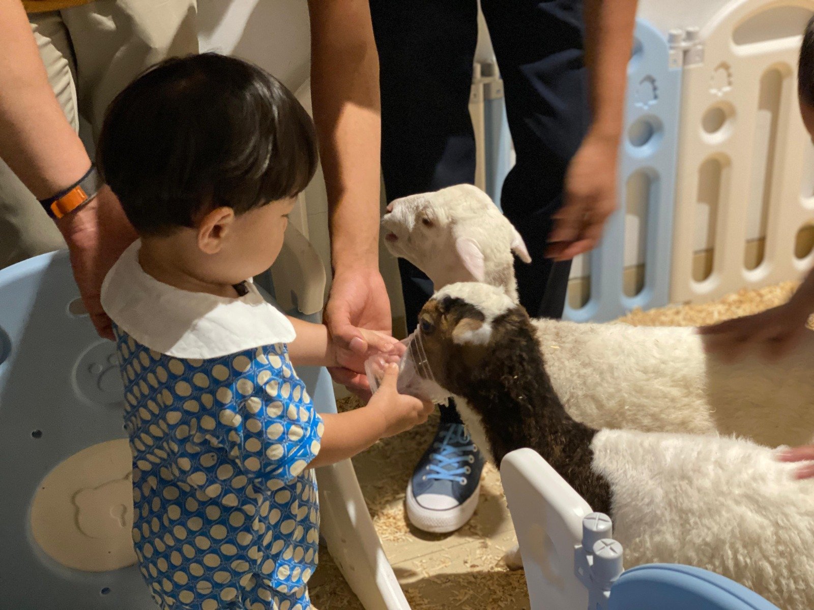 Libur Sekolah, Atria Hotel Gading Serpong Hadirkan Mini Zoo Edukatif