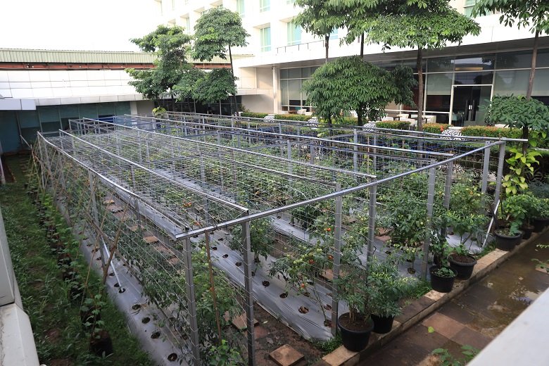 Novotel Tangerang Ubah Sky Garden Jadi Kebun Sayur Organik Hotel