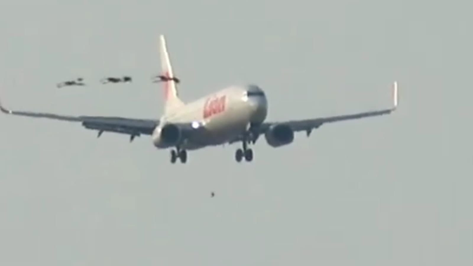 Kasus Bird Strike Naik 80 Persen, Maskapai Khawatir Ganggu Keselamatan Penerbangan