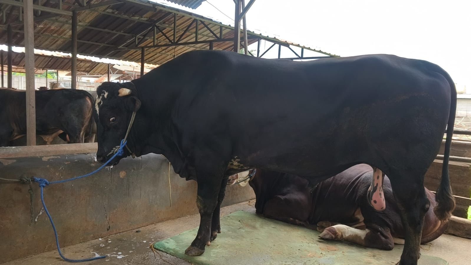 Dirawat 3 Tahun, Sapi Raksasa Milik Warga Cipondoh Akhirnya Masuk Istana